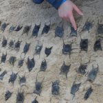 capsule oeufs de raie Nausicaa Apecs sciences participatives