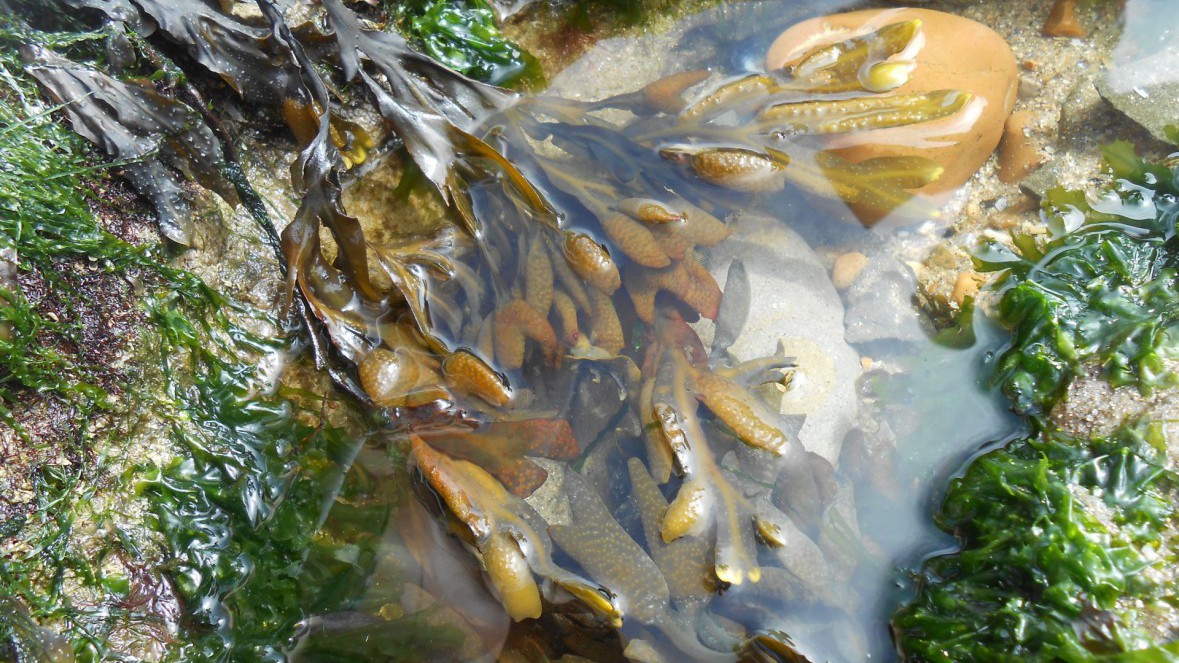 ALGUES ET BIGORNEAUX