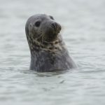 veau marin Phoques Nausicaa sciences participatives Côte d'Opale