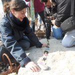 sciences participatives Nausicaa capsules oeufs de raie CapOera