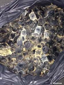 sciences participatives Nausicaa capsules oeufs de raie CapOera