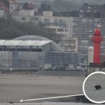 phoque Nausicaa sciences participatives mammifère marin Boulogne sur Mer