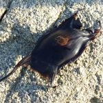 Nausicaa, capsule oeuf de raie, raie, boulogne sur mer, sarah henneton sciences participatives,