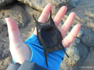 sciences participatives Nausicaa capsules oeufs de raie CapOera