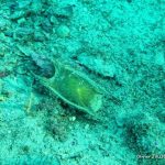 olivier Jullien Marseille oeuf de raie Nausicaa sciences participatives