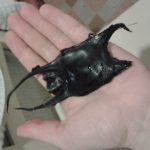 sciences participatives, nausicaa aquarium boulogne sur mer