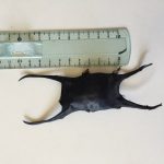 oeuf de raie, sciences participatives, Nausicaa, aquarium, boulogne sur mer