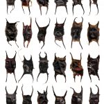 oeuf de raie, sciences participatives, nausicaa, aquarium, boulogne sur mer