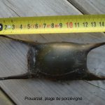 capsule oeuf de raie nausicaa sciences participatives aquarium boulogne sur mer