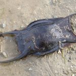 raie oeuf de raie sciences participatives Nausicaa