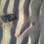 raie oeuf de raie sciences participatives Nausicaa