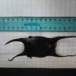 sciences participatives Nausicaa capsules oeufs de raie CapOera