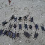 sciences participatives Nausicaa capsules oeufs de raie CapOera