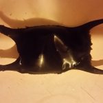 sciences participatives Nausicaa capsules oeufs de raie CapOera