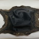 sciences participatives Nausicaa capsules oeufs de raie CapOera