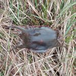 sciences participatives Nausicaa capsules oeufs de raie CapOera