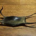 sciences participatives Nausicaa capsules oeufs de raie CapOera