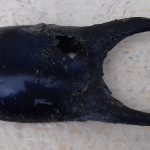 sciences participatives Nausicaa capsules oeufs de raie Apecs CapOeRa