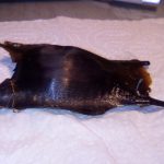 sciences participatives Nausicaa capsules oeufs de raie biolit fête de la nature