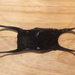 sciences participatives Nausicaa capsules oeufs de raie Apecs CapOeRa