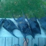 sciences participatives Nausicaa capsules oeufs de raie Apecs CapOeRa