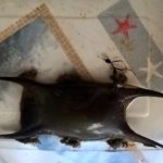 sciences participatives Nausicaa capsules oeufs de raie Apecs CapOeRa