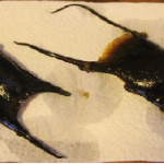 sciences participatives Nausicaa capsules oeufs de raie Apecs CapOeRa