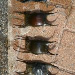 sciences participatives Nausicaa capsules oeufs de raie Apecs CapOeRa