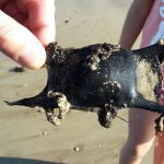 sciences participatives Nausicaa capsules oeufs de raie Apecs CapOeRa