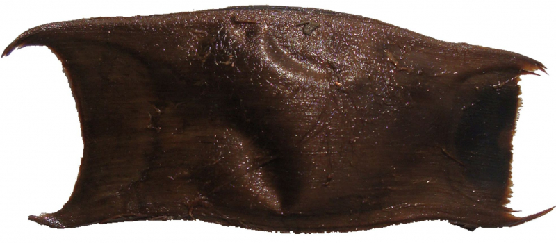 capsule oeufs de raie Nausicaa Apecs sciences participatives