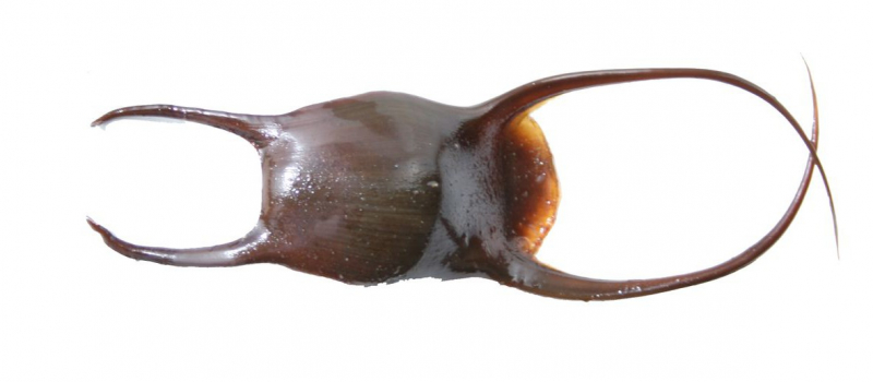 capsule oeufs de raie Nausicaa Apecs sciences participatives