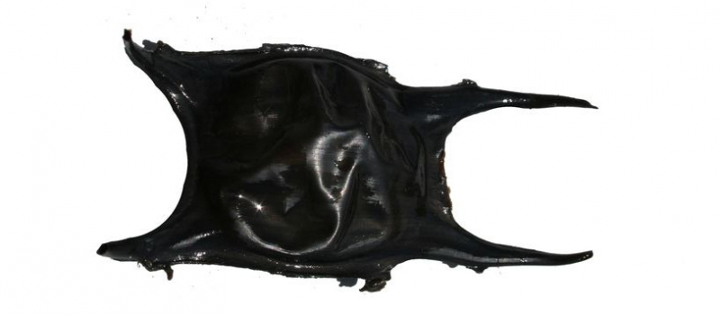 capsule oeufs de raie Nausicaa Apecs sciences participatives