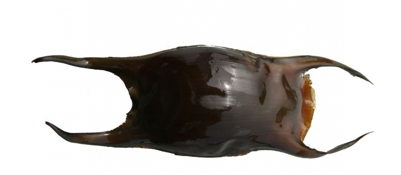 capsule oeufs de raie Nausicaa Apecs sciences participatives