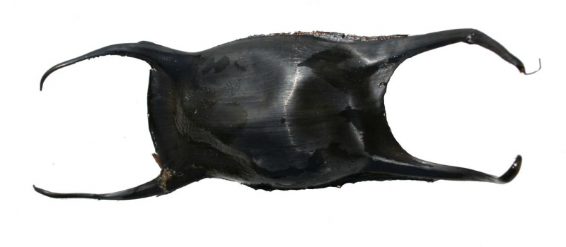 capsule oeufs de raie Nausicaa Apecs sciences participatives