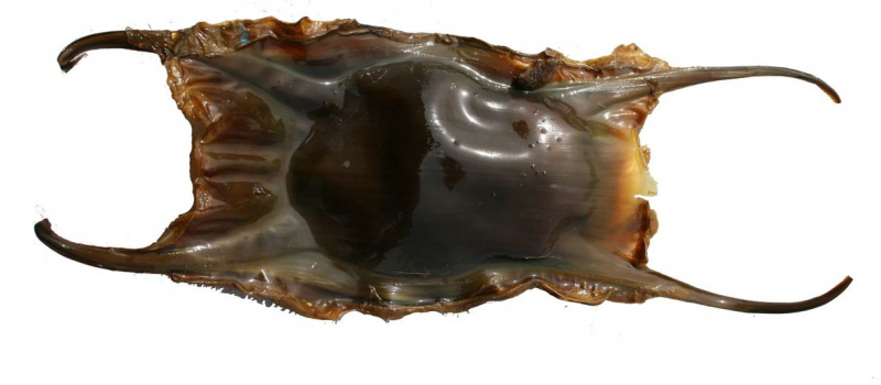 capsule oeufs de raie Nausicaa Apecs sciences participatives