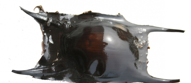 capsule oeufs de raie Nausicaa Apecs sciences participatives