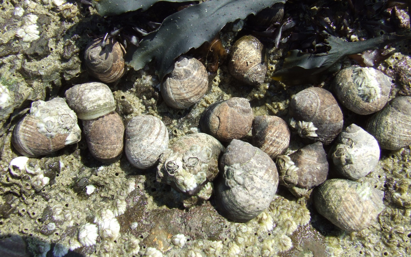 algues et bigorneaux Nausicaa sciences participatives