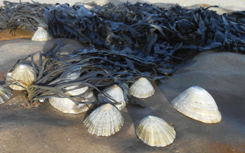 algues et bigorneaux Nausicaa sciences participatives