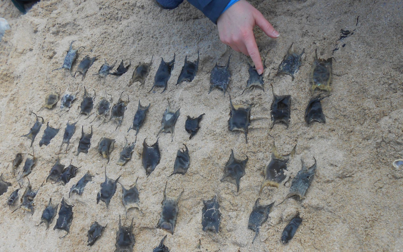 capsule oeufs de raie Nausicaa Apecs sciences participatives