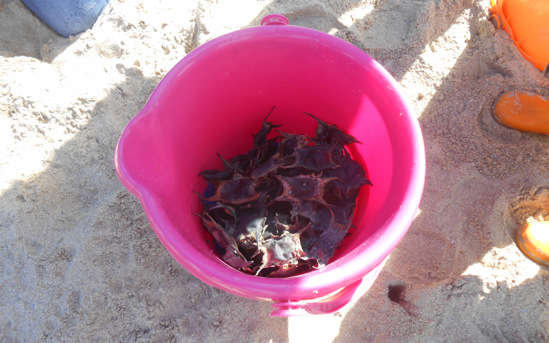 capsule oeufs de raie Nausicaa Apecs sciences participatives