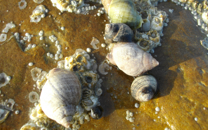 algues et bigorneaux Nausicaa sciences participatives