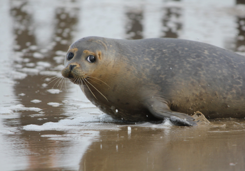 Présentation Mammifères marins