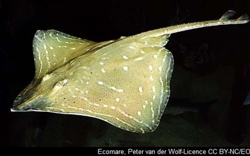 Raie brunette Nausicaa sciences participatives Apecs CapOeRa