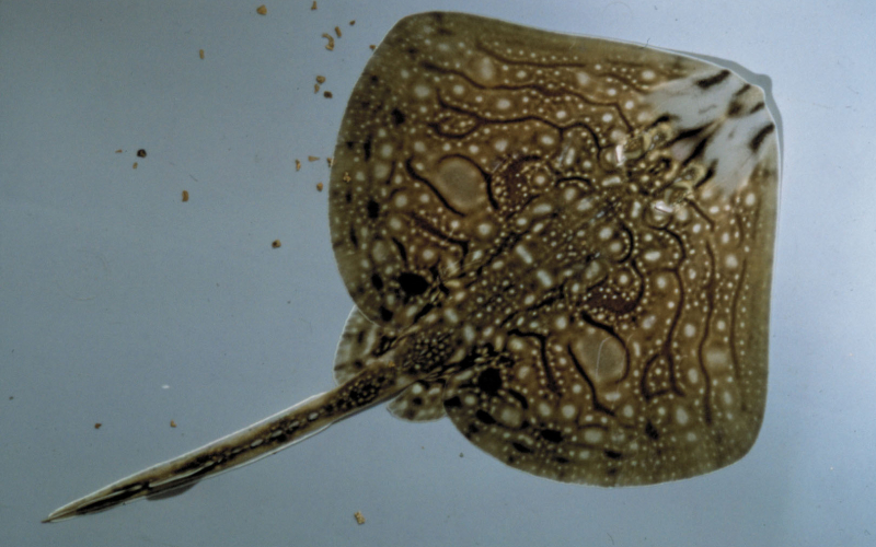 Raie brunette Nausicaa sciences participatives Apecs CapOeRa