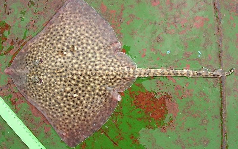 Raie étoilée Nausicaa sciences participatives Apecs