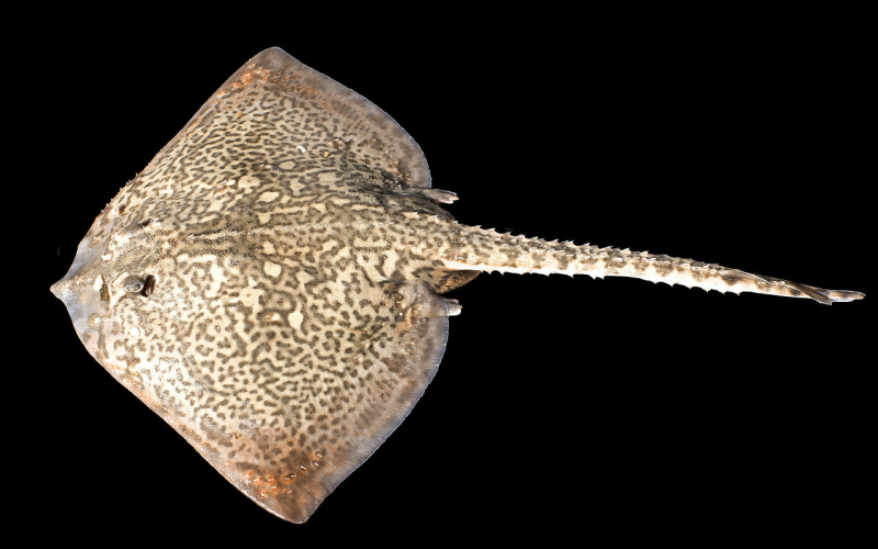 Raie lisse Nausicaa sciences participatives Apecs CapOeRa