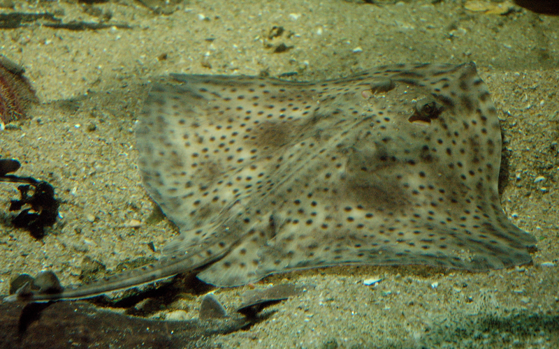 Raie melee Nausicaa sciences participatives Apecs CapOeRa