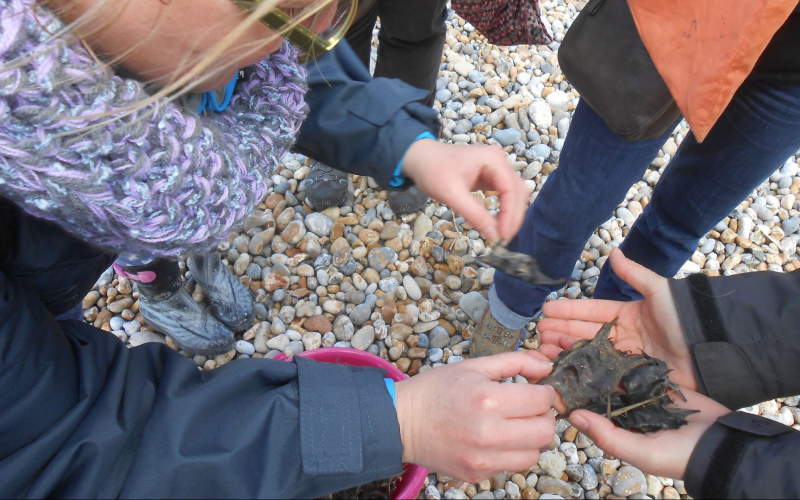 oeufs de raie, Nausicaa, sciences participatives, APECS, CapOera
