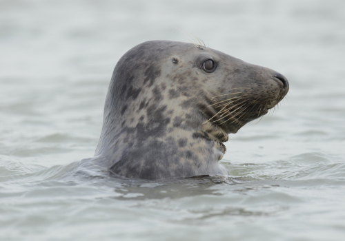 Phoques Nausicaa sciences participatives Côte d'Opale