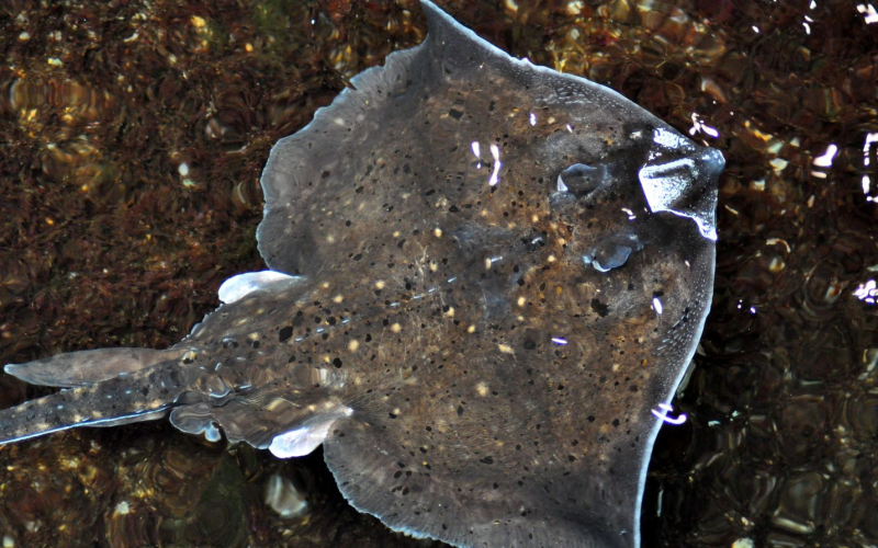 raie bouclee Nausicaa sciences participatives